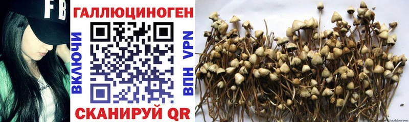 Галлюциногенные грибы Psilocybe  Купить закладки  Ступино 
